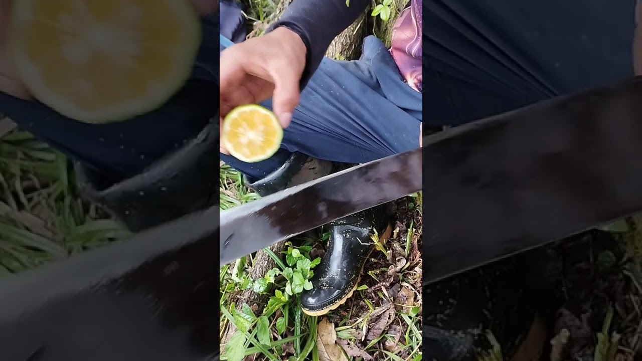 Arreglé la platanera y miren el resultado De como quedó después