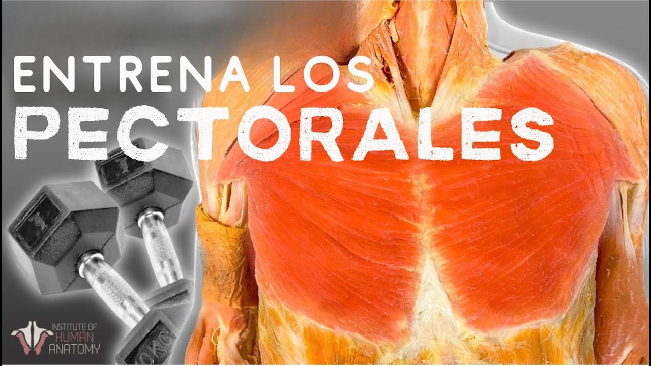 Pectorales: La Anatomia y Entrenamiento para un Pecho 