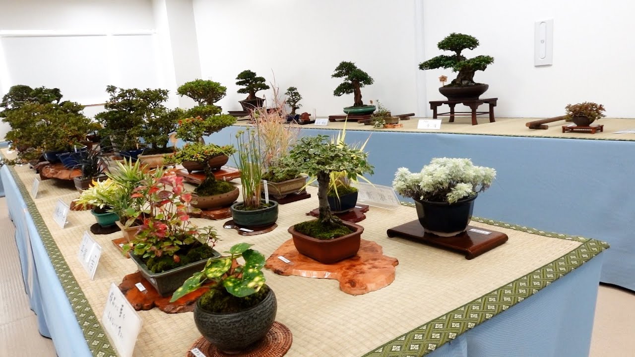 さつき盆栽秋季展 札幌さつき会 2024