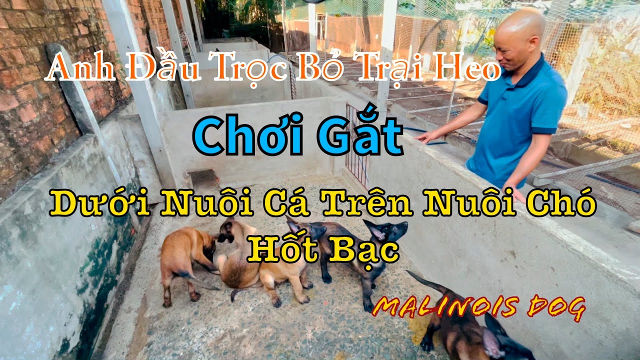 Bỏ cả trại heo hốt bạc nhờ nuôi chó malinois béc giê bỉ - xuất đàn malinois 3 tháng 0987103549