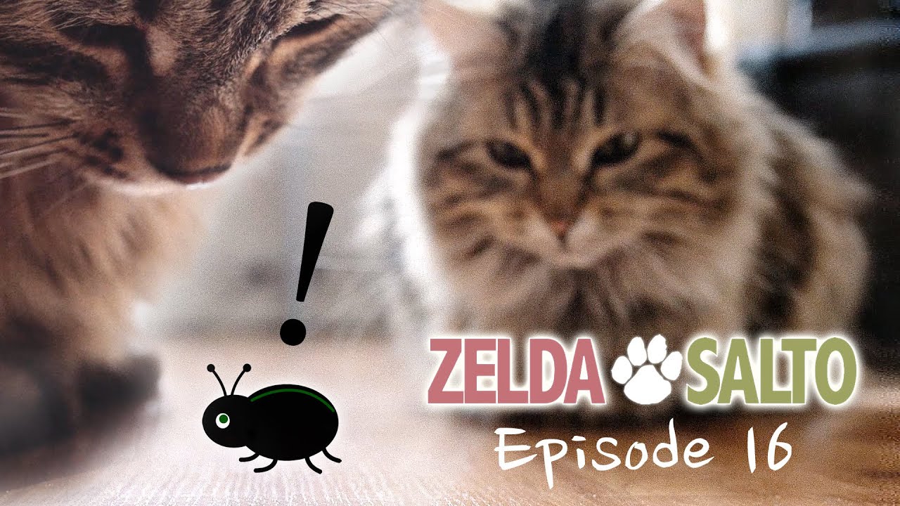 жук проблема - Zelda&Salto