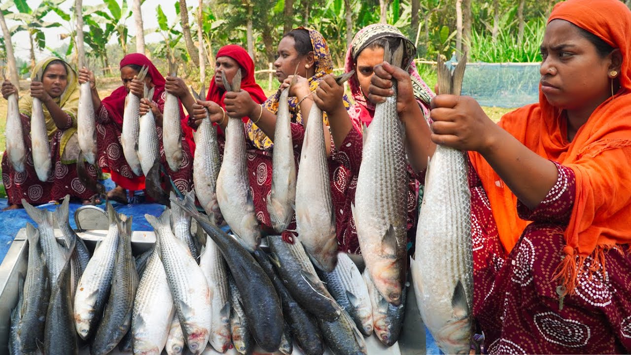 Huge Bata Fish Curry Recipe Cooking in Village - Sea Bata Fish Cutting & Eating with Villagers