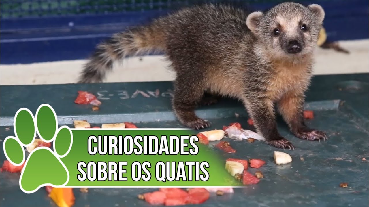 Curiosidades do Quati
