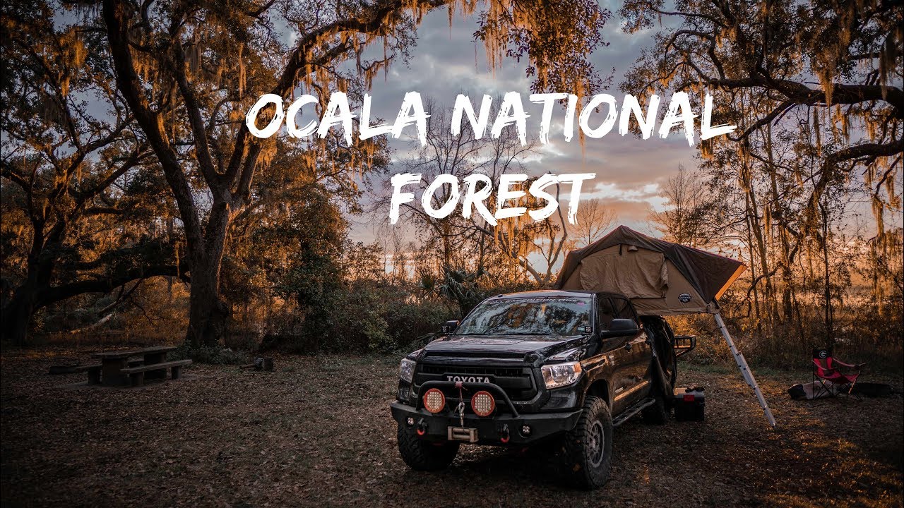 Black Pearl The Tundra: Ocala National Forest