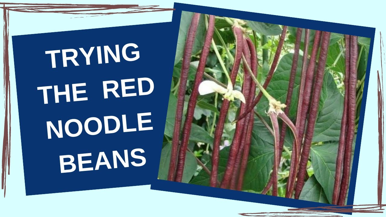 How to Cook Chinese Red Noodle Beans