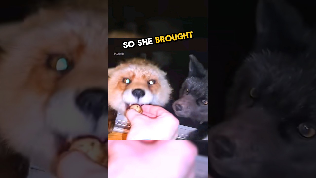 This girl gave a fox an egg and this happened... 🥹💕 #animals #fox #wholesome