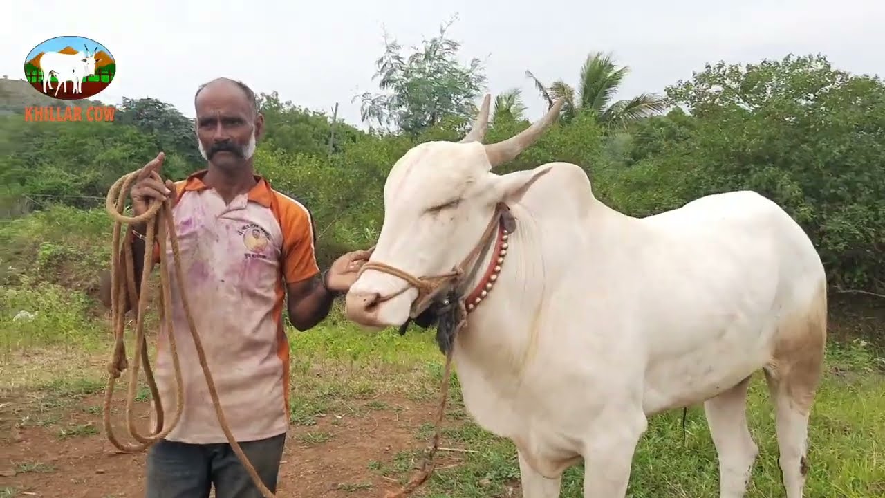घाडगे वाडी चा सैतान / khillar cow