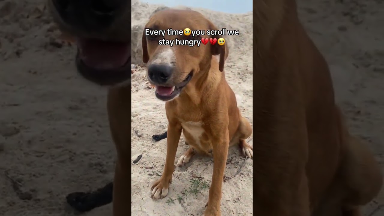 #StrayDogRescue #RescueDogCommunity #canada_life I #usa_tiktok #animalsofttiktok #disableddogs