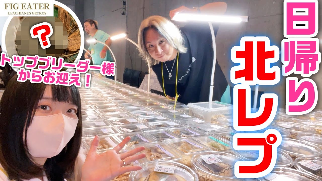北海道日帰りで45万の爬虫類お迎えに行って来た【北レプ】ジャパンレプタイルズショーin札幌 JRS ジャイアントゲッコー カーペットパイソン ボールパイソン 生体連れて飛行機に乗った方法も紹介！