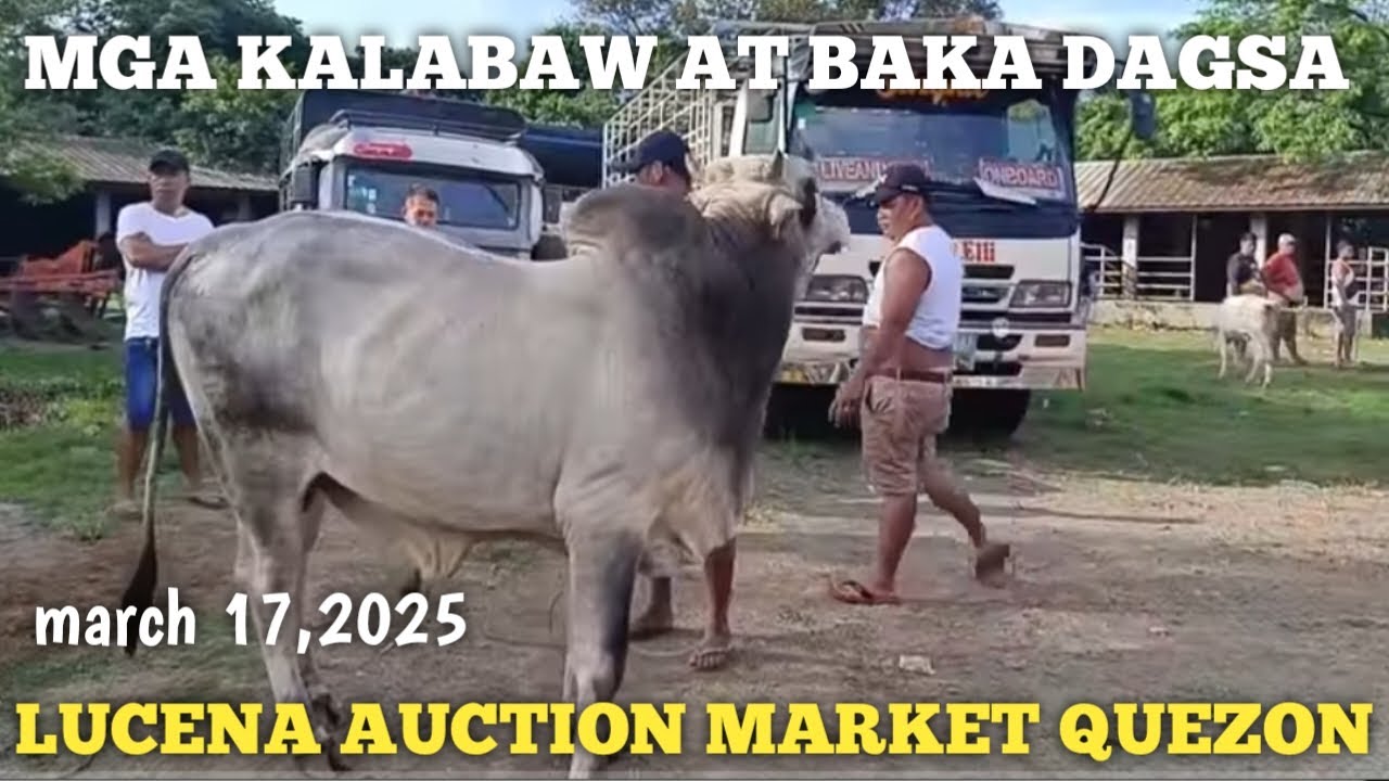 Price Update ng Baka at Kalabaw!Lucena Auction Market Quezon