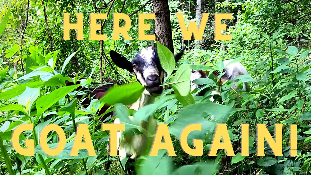Putting our GOATS to work in the WOODS!