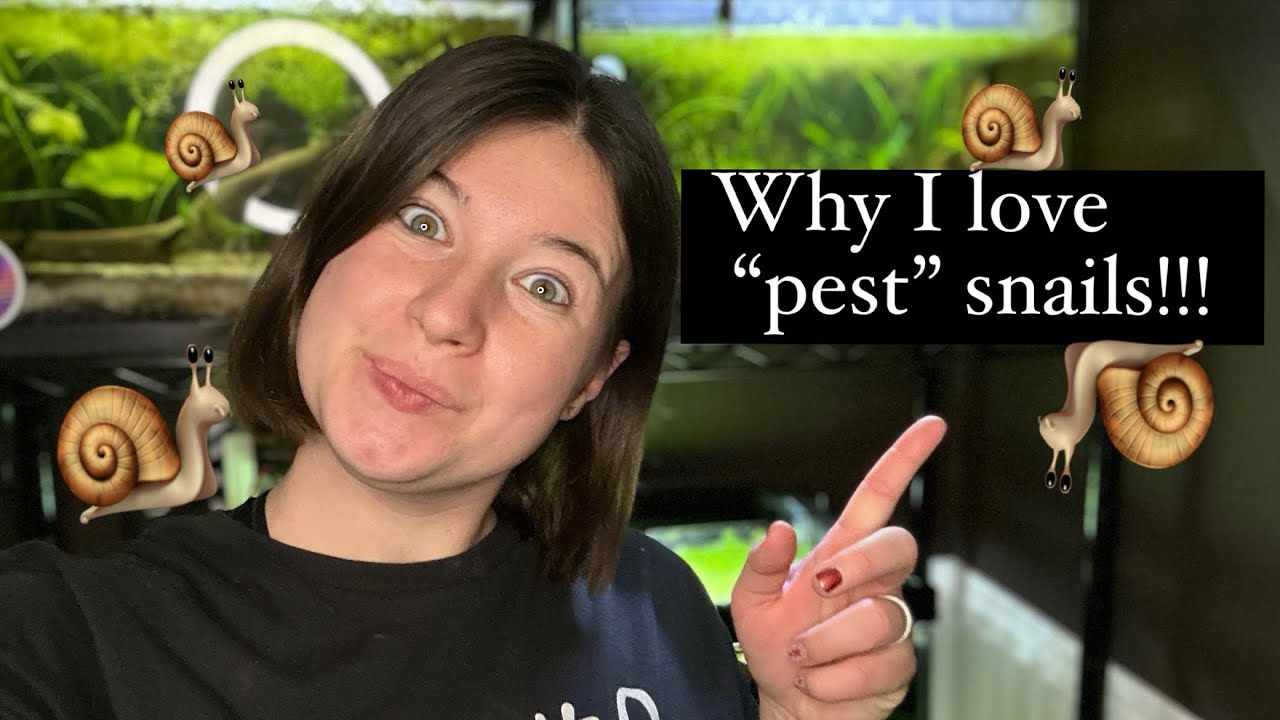 Here&rsquo;s why &ldquo;pest&rdquo; snails are my favorite!!!
