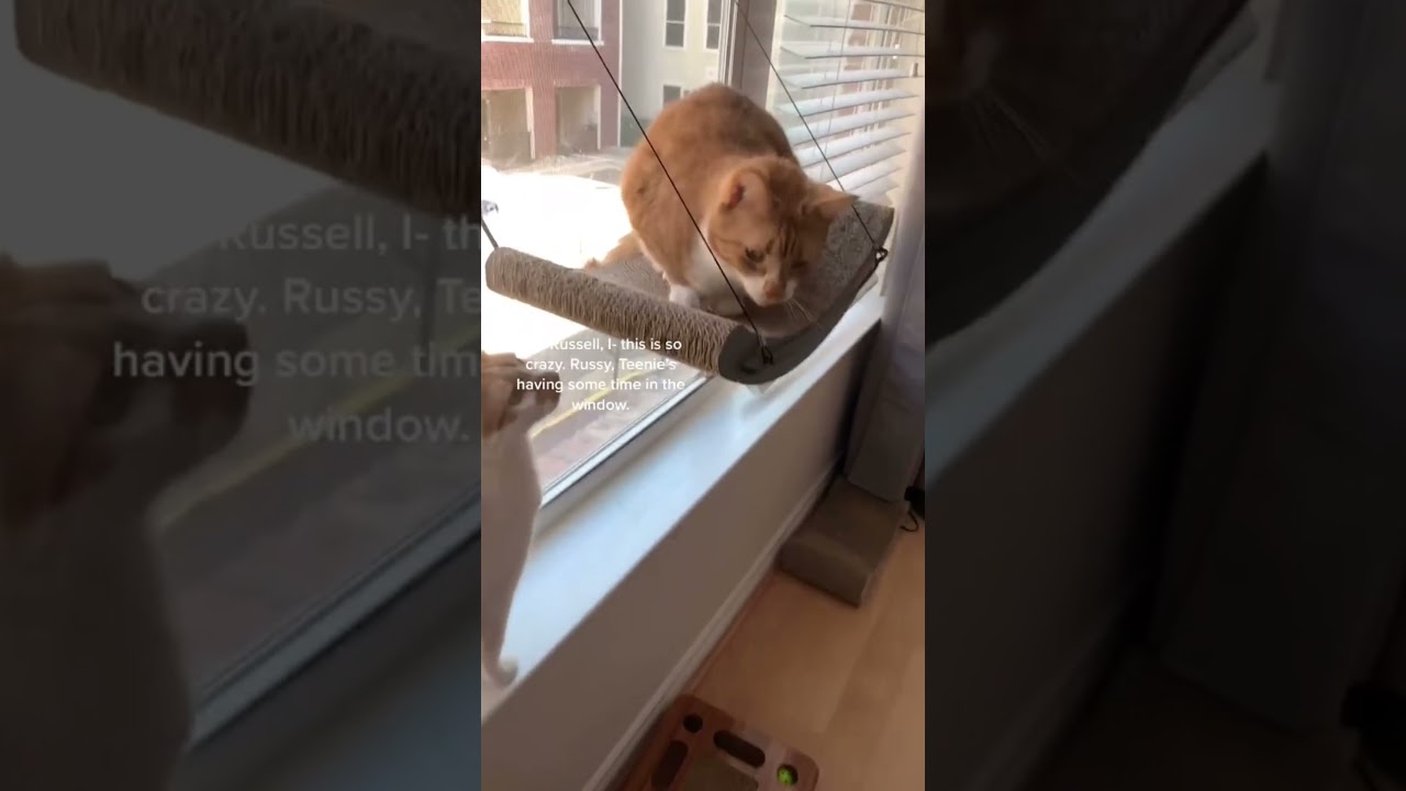 Cat Button Training - Month Month 9 - March 2021 | CatManJohn