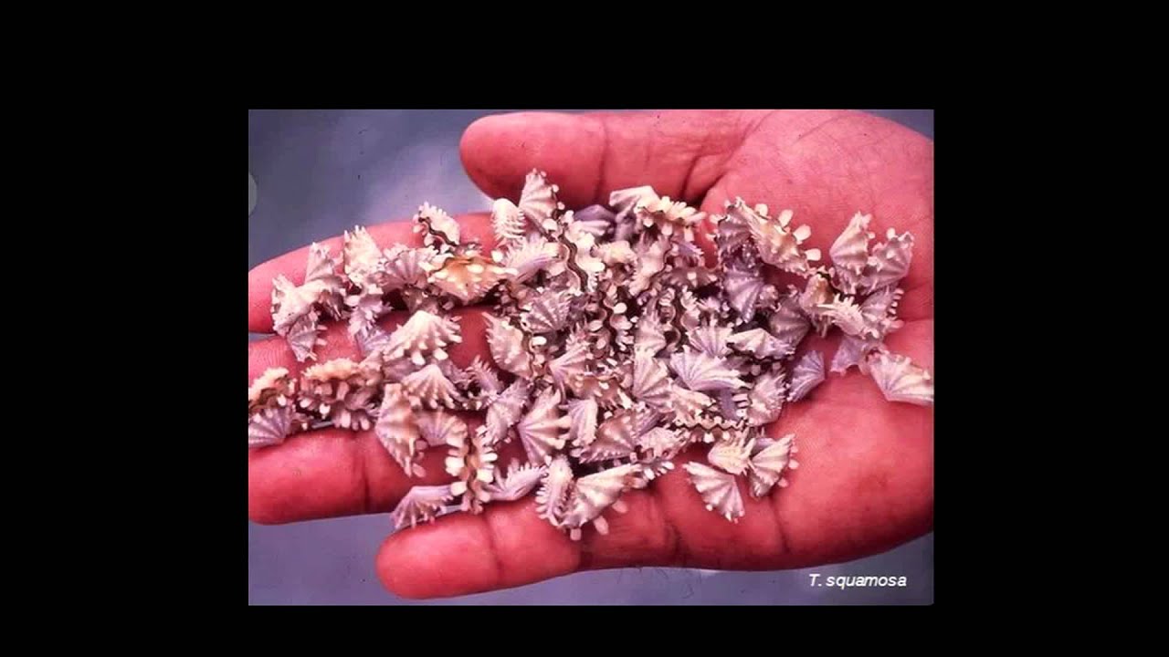 Sunlight, symbiosis, and sustainable seafood | Gerald Heslinga | TEDxKamuela
