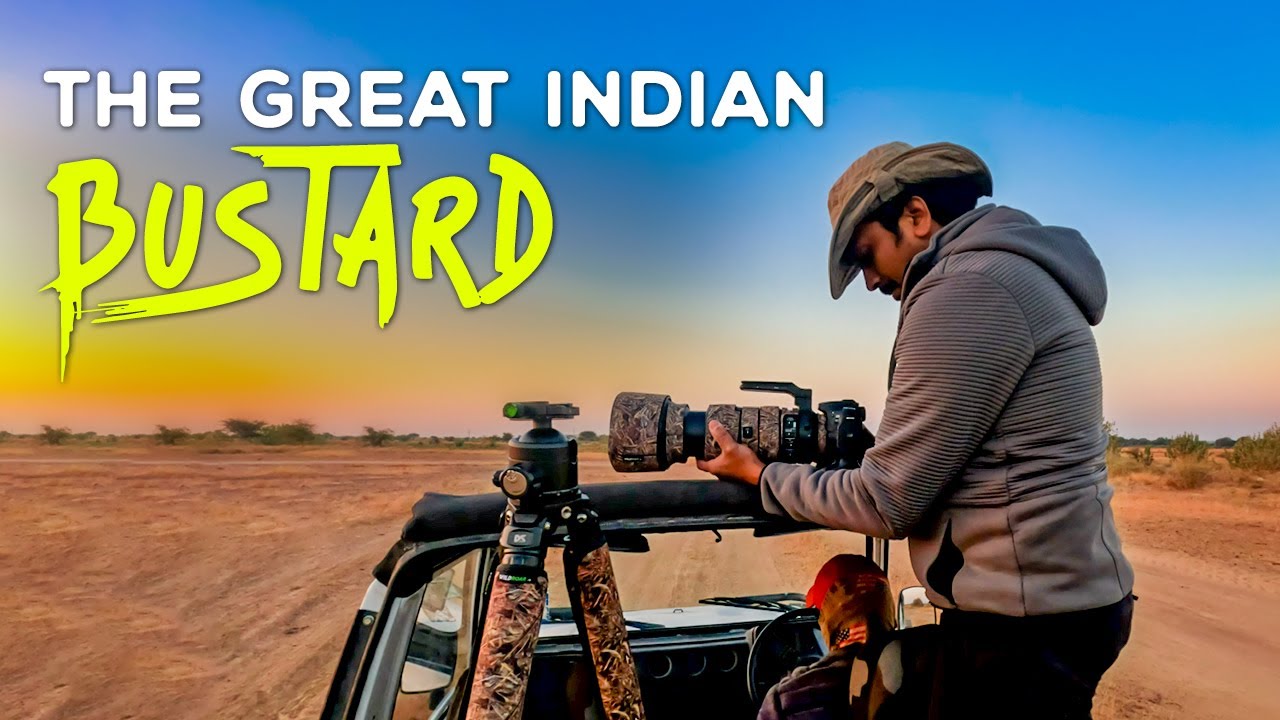 EP 02 Desert National Park, Rajasthan 2023 - Great Indian Bustard 4K Video Hindi | हिन्दी