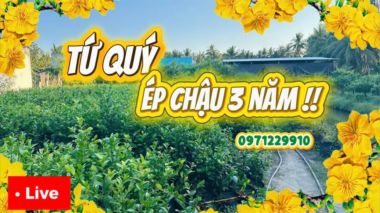 LIVE 🌼19 h 1/3 GL cây giống tứ quý ép chậu 3 năm tuổi 📞0919769910 Liêm