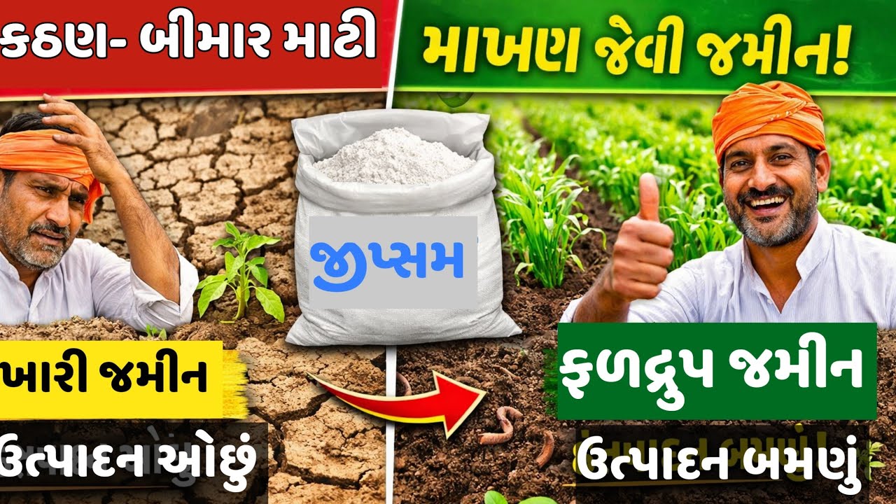 ખારા પાણીથી બગડેલી જમીન સુધારવાનો પ્રેક્ટિકલ ઉપાય
