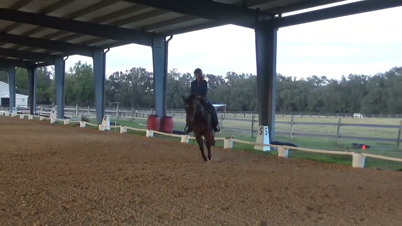 Quarter Pony, western dressage or working equitation prospect!
