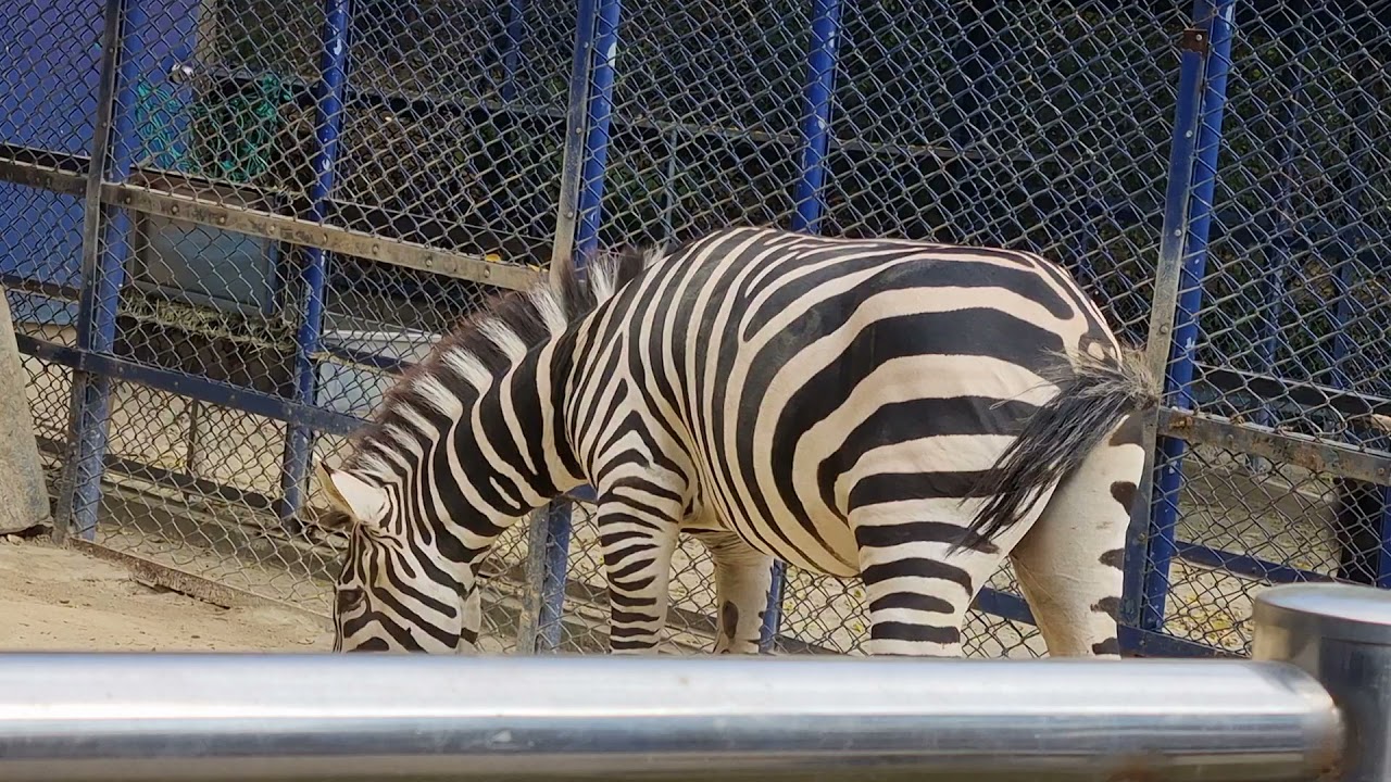 斑马尿尿 Zebra pee