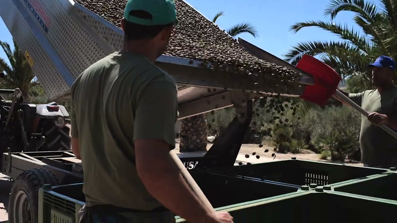 Mandranova almonds harvest