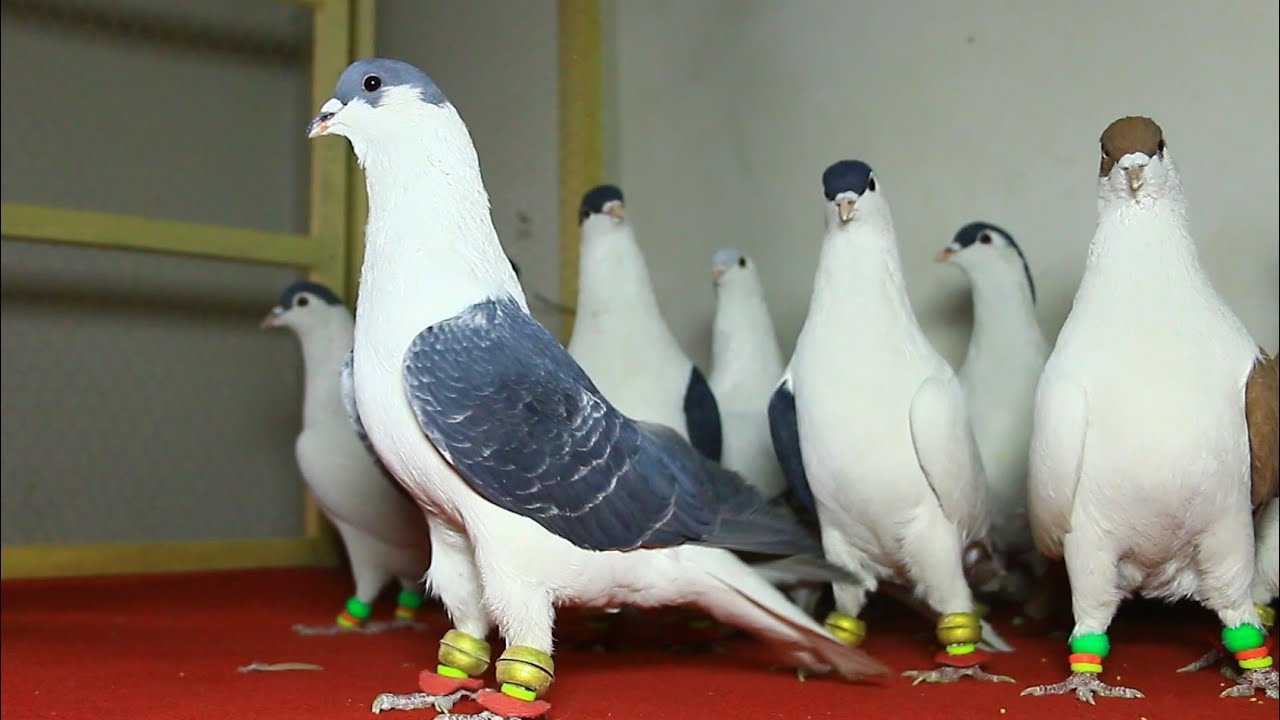 قیمت ترین کفترهای فروشی افغانستان |Afghani Precious and Unique Pigeons for sale 