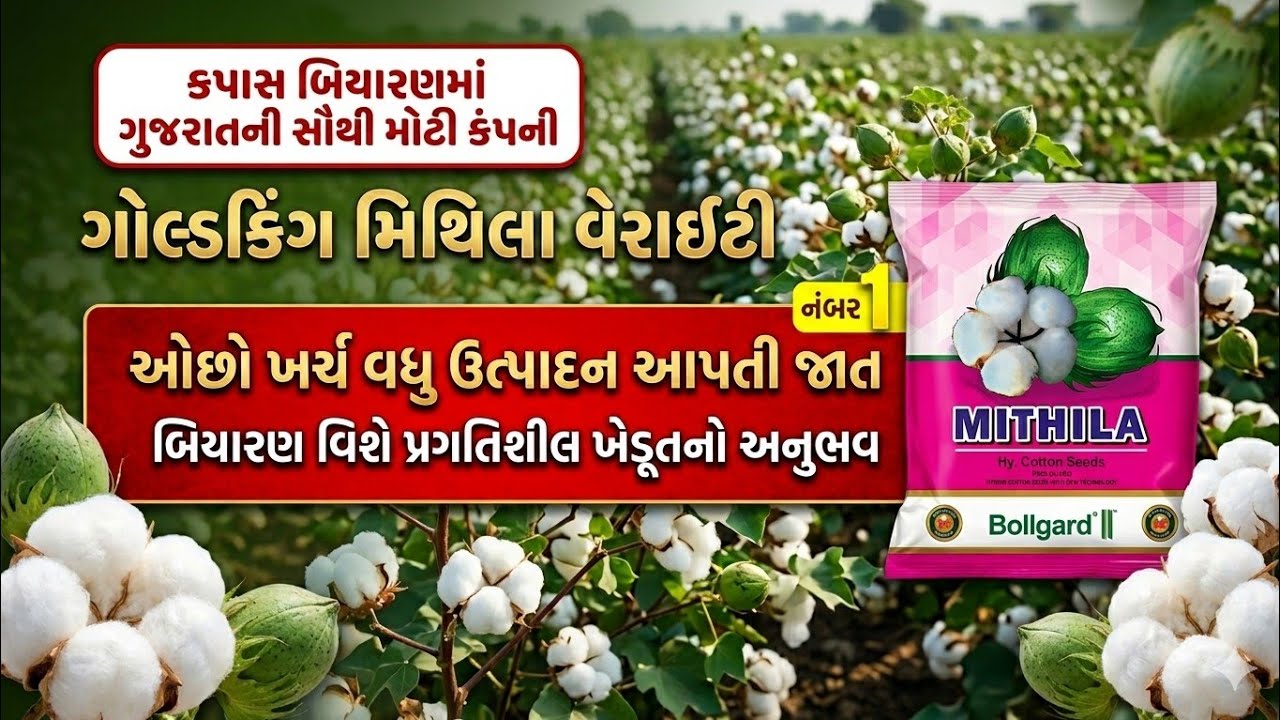કપાસ બીયારણમા નંબરવન સર્વશ્રેષ્ઠ ઓછોખર્ચે વધુઉત્પાદન  આપતી જાત ગોલ્ડકીંગ સીડસની મિથિલા હાઈબ્રીડ કપાસ