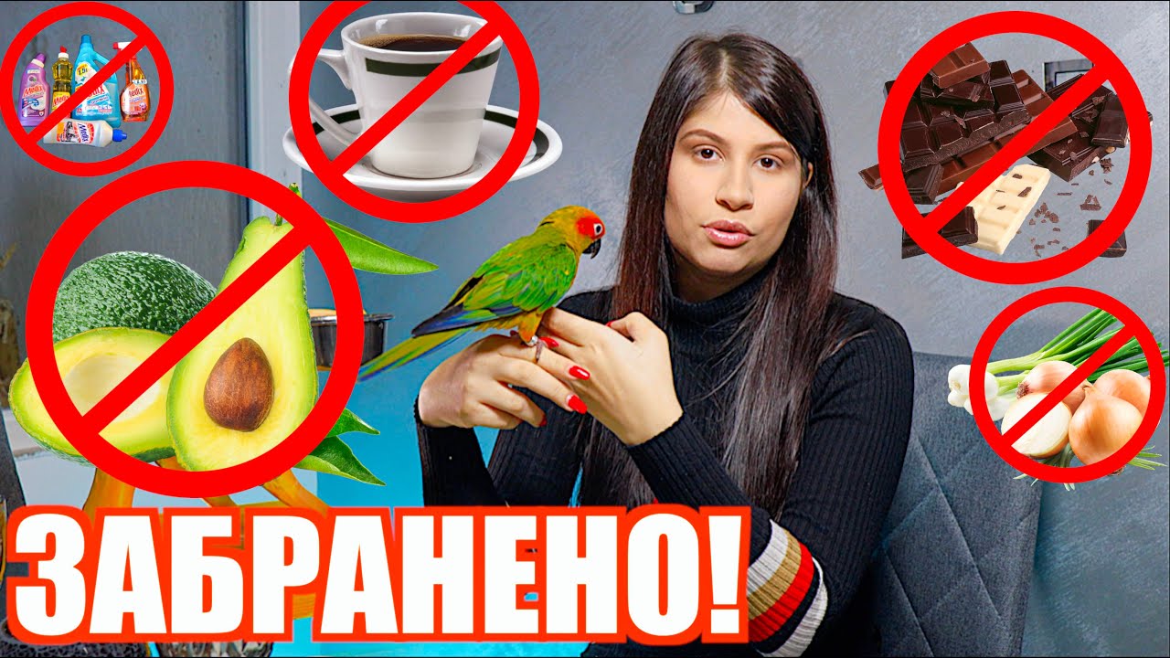 !Забранени и ОТРОВНИ неща, от които да пазите ПАПАГАЛИТЕ си! Кафе,Авокадо,Шоколад,Сол,Дим,Лук,Цигари