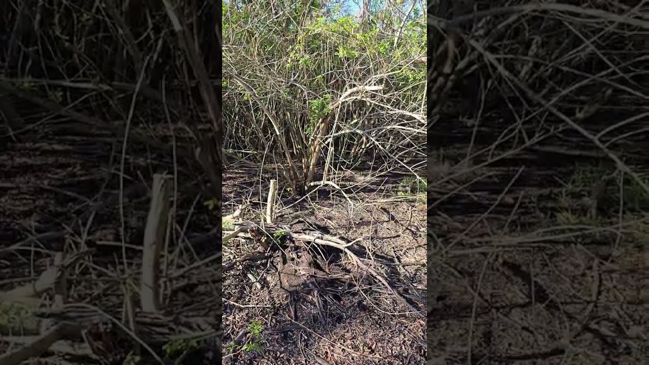 Clearing Invasive Brazilian Pepper#nature #conservation #ecology #Outdoors #invasive #flora #Florida