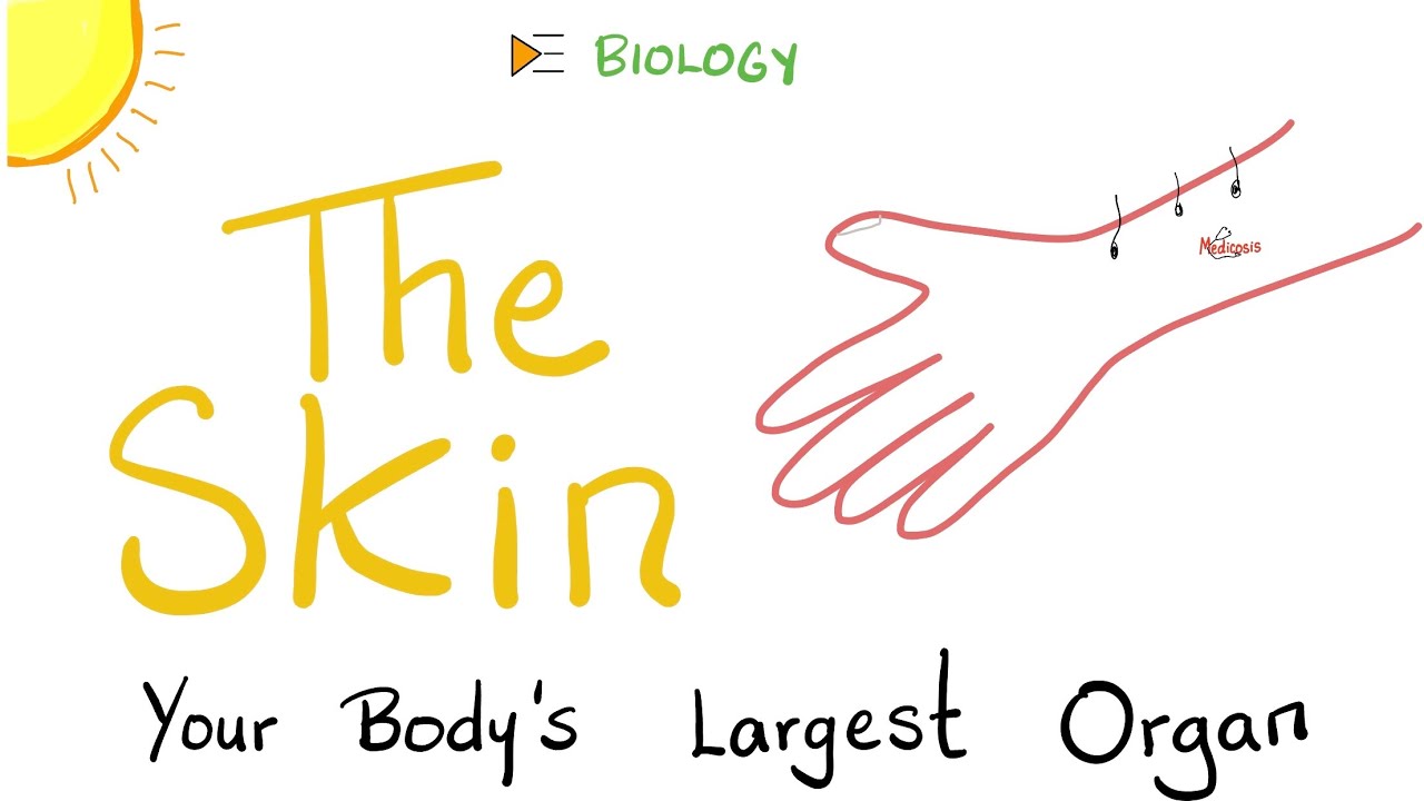 What&rsquo;s the Largest Organ in your Body?! - The skin - Integumentary System - Biology, Anatomy
