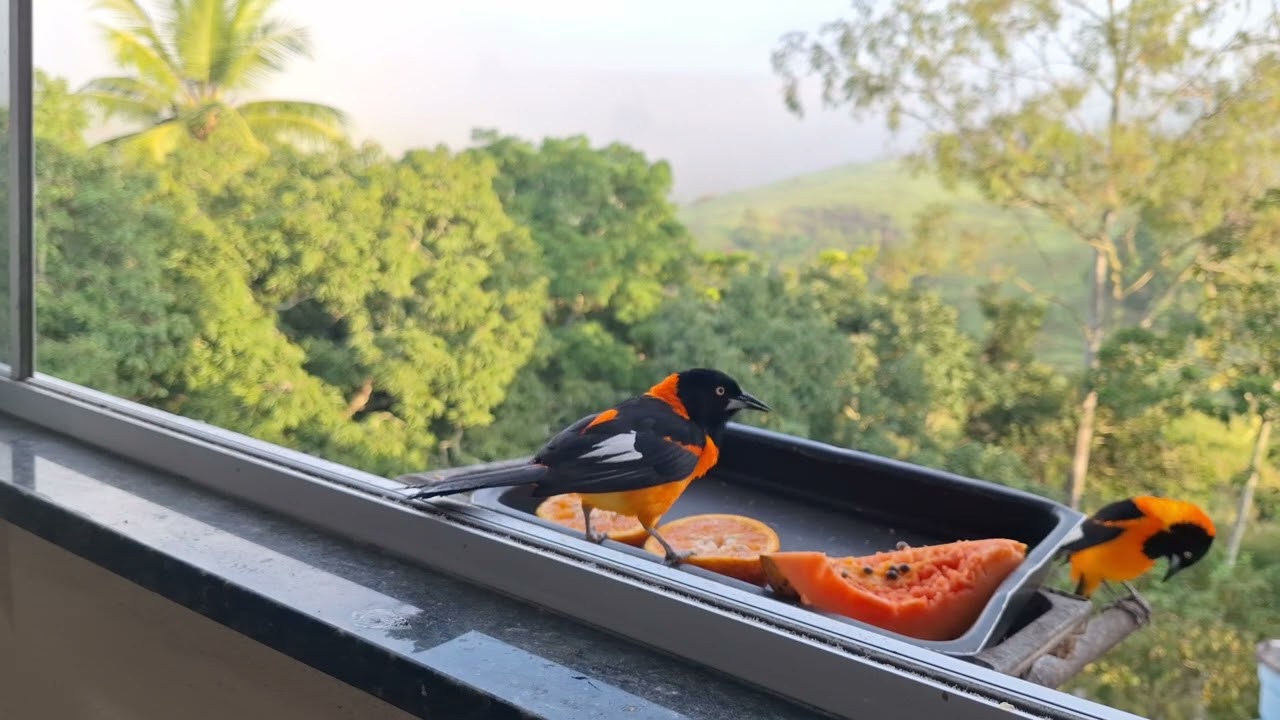 Comedouro para pássaros livres 🕊 🕊.  Cantinho dos pássaros.  Lar doce lar. Medeiros Neto BA