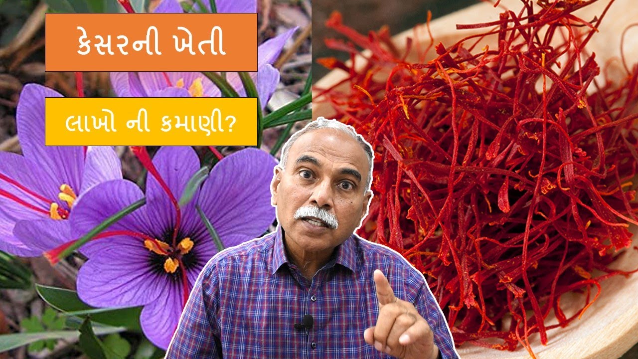 77. લાખોની કમાણી આપતા પાક કેસરની ગુજરાતમાં શું શક્યતા?