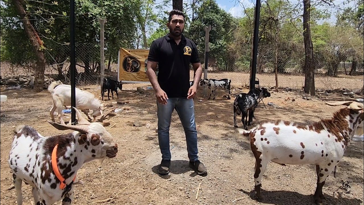 Al Haider Goat Farm Ka Top Barbara Collection | Andul Goats.