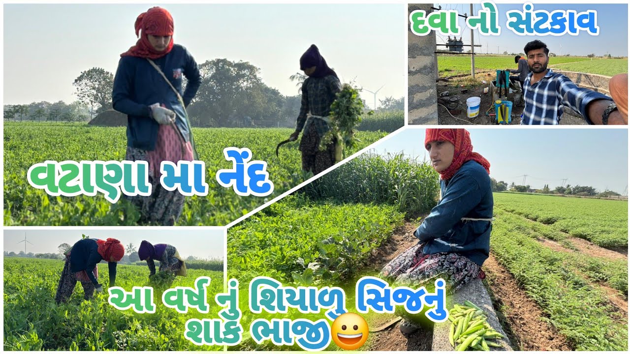 આજે મેમાન આવિયા 😍|| વટાણા નેંદવાનું કામ 🌱🤣|| #villagerlifestyle #viralvideos #vlog 
