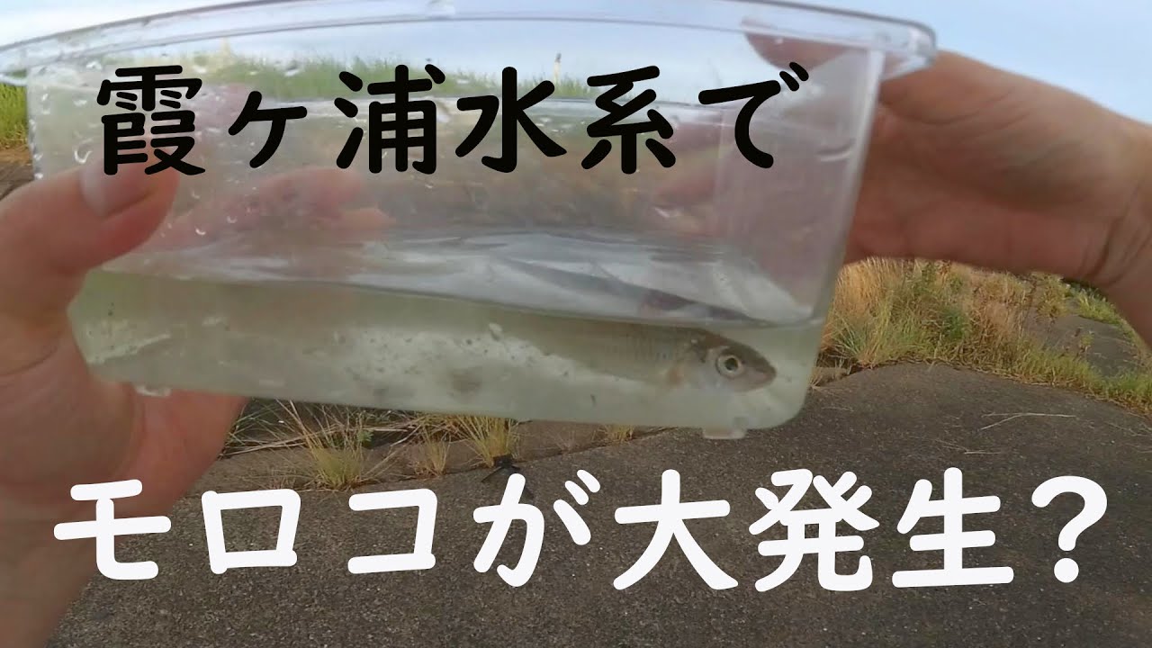 霞ヶ浦水系でモロコが大発生？　元から多いの？　【モロコ・小物釣り】－やまいぬ【釣りと歌】チャンネル