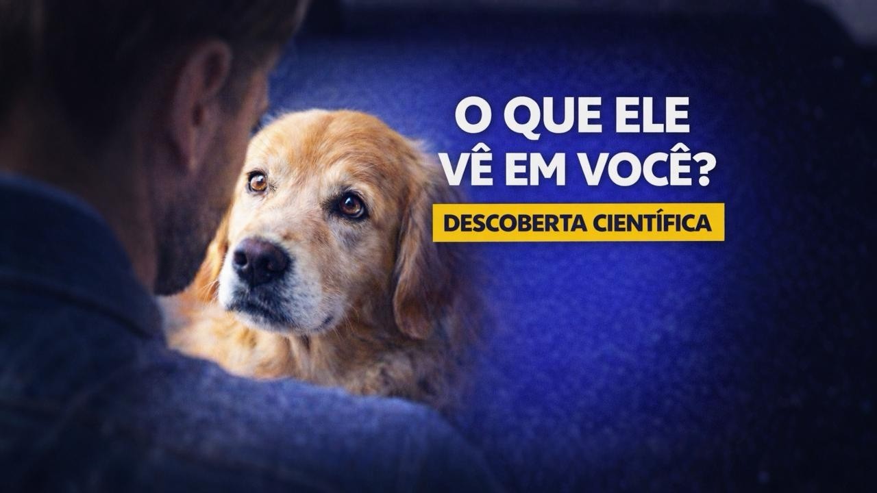 O que seu cachorro realmente vê quando olha para você?
