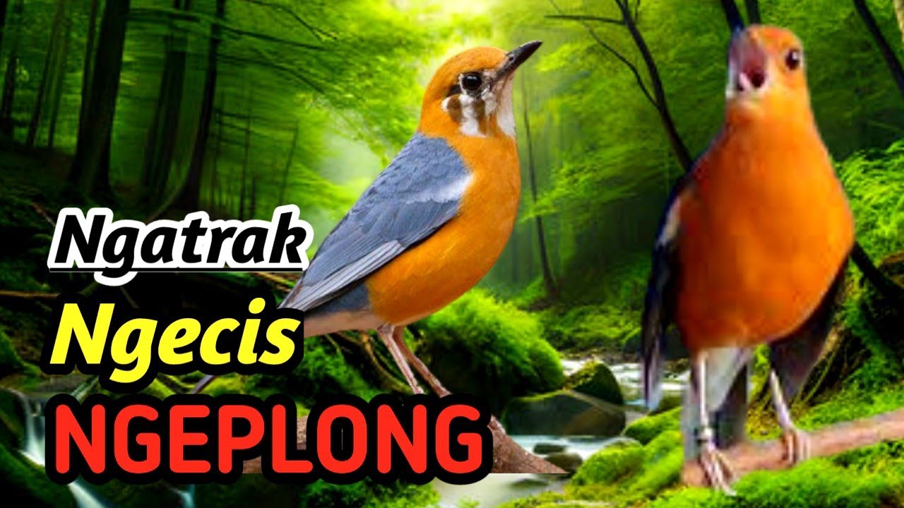 Masteran Anis Merah Full Isian | HD Audio for Daily Training