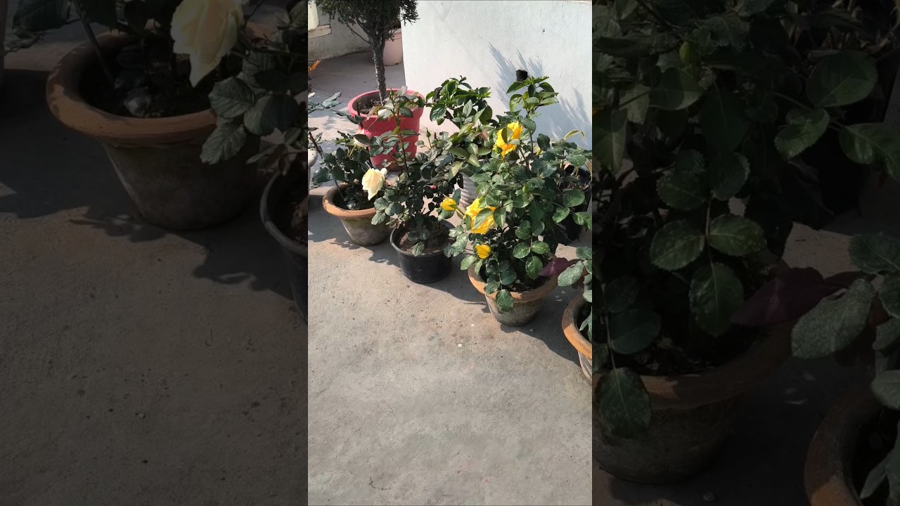 beautiful rose flowers, terrace gardening, rose plants #flowers #rose #nature