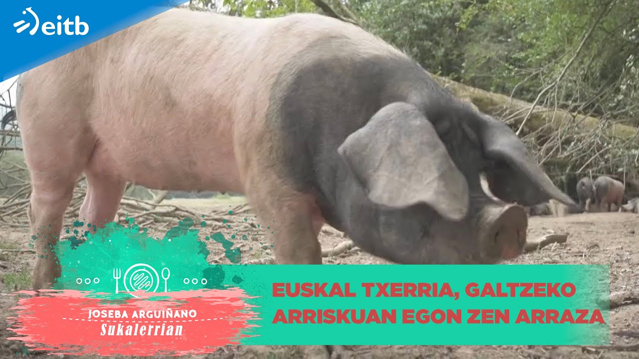 Euskal txerria, galtzeko arriskuan egon zen arraza