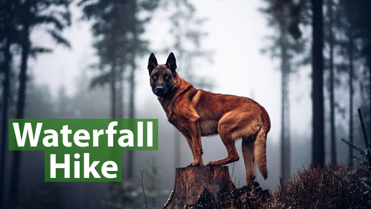 Hiking with my dog | Belgian Malinois
