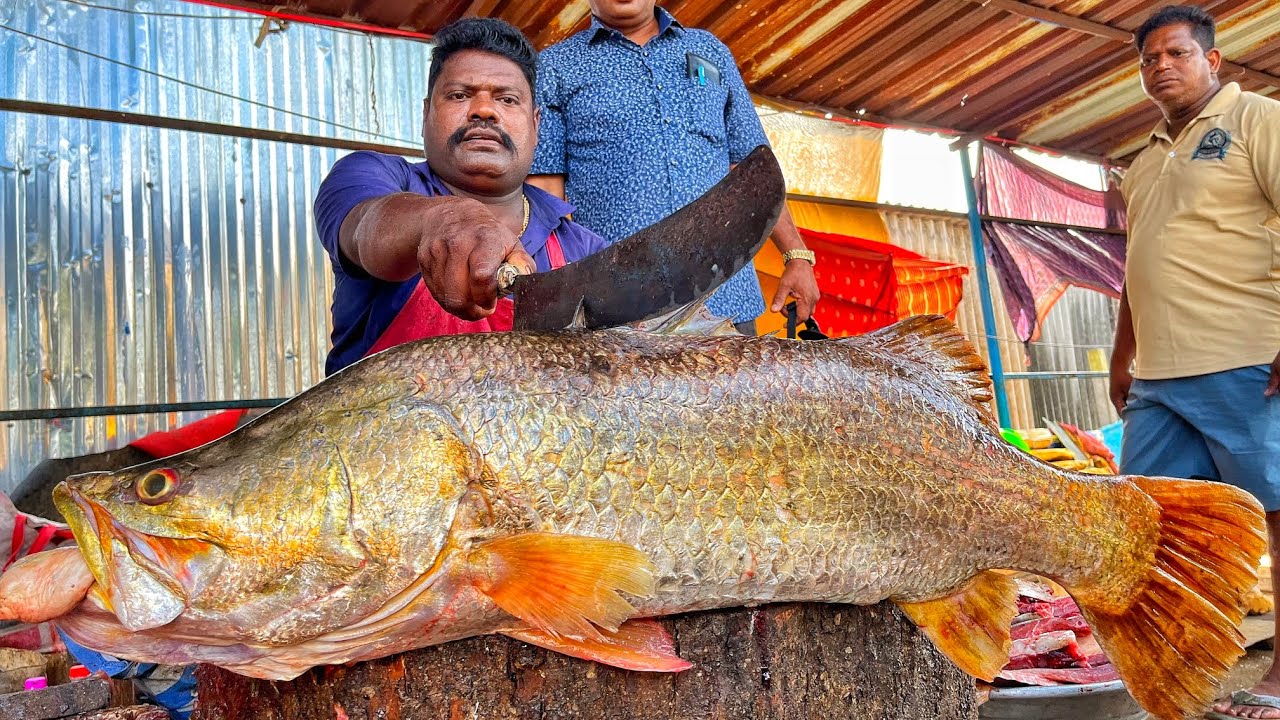 KASIMEDU SPEED SELVAM | HUGE BARRAMUNDI FISH CUTTING VIDEO | 4K VIDEO | KM FISH CUTTING 