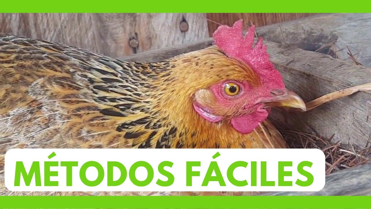 Como ENCLUECAR una GALLINA FACIL y RAPIDO | Como hacer que una gallina incube