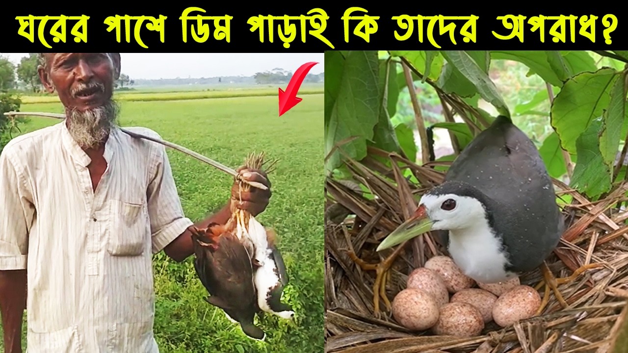 হাসান মিয়ার পোষা ডাহুক পাখির জীবন কাহিনী | Bird Story-221| The life story of White-Breasted Waterhen