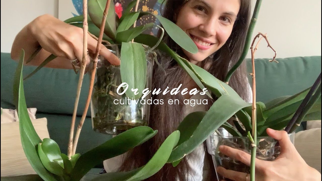 🌱 Cultivar orquídeas en agua: te aconsejo cuándo y cómo hacerlo | Infojardineria.es