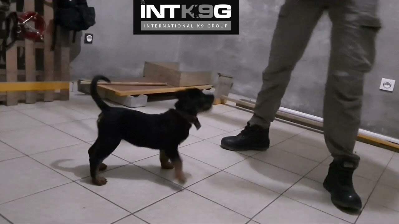 Entraînement avec un chiot Rottweiler de 2 mois seulement
