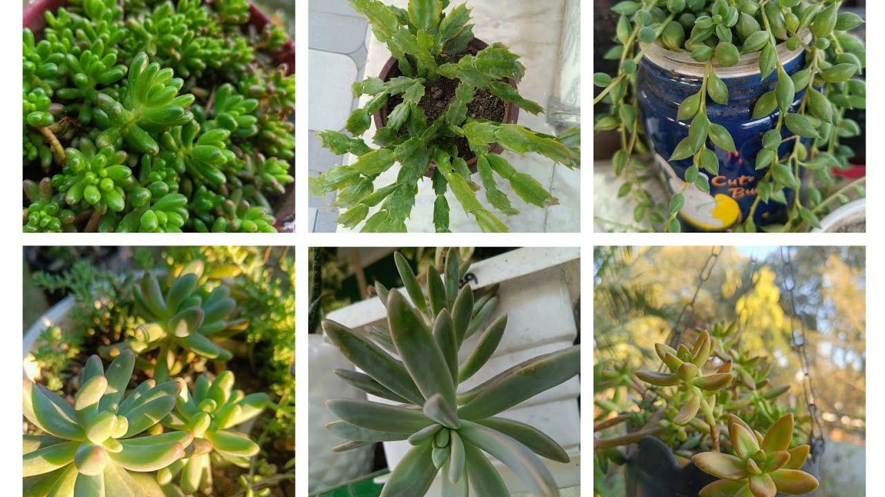 Top Best Permanent Hanging Succulent Plant Cuttings / Hanging Succulent Plants🌵Hardy Succulents😍