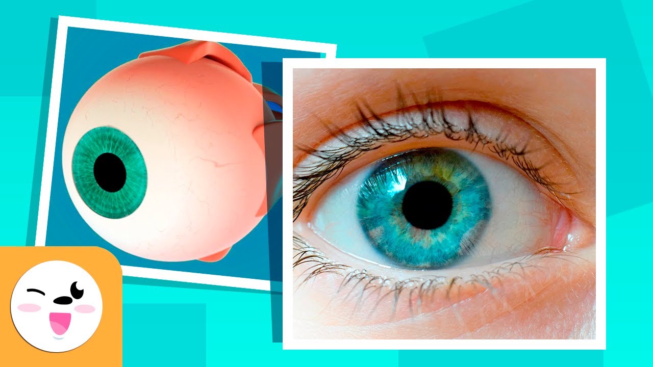 El ojo y sus partes, ¿cómo funciona el sentido de la vista? - Recopilación - Los sentidos para niños