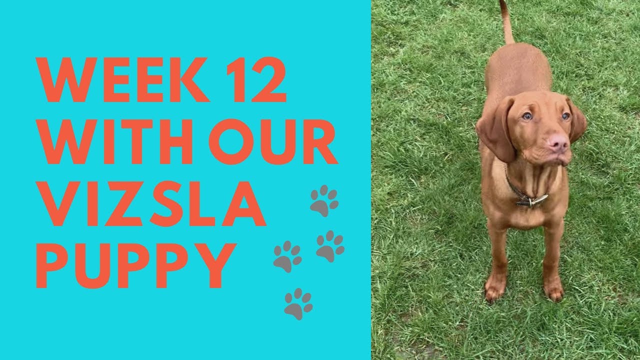 Week 12 with our 5 month old Vizsla puppy