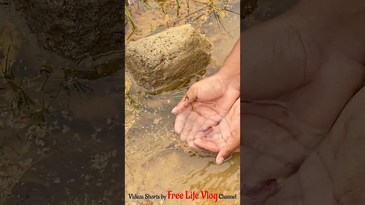 Satisfying Video Shorts | Catching Wild Betta Fish in the Forest | Ep 21