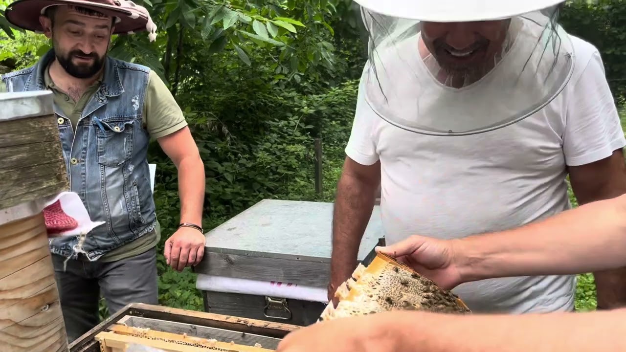 60 .70 kg Kestane Balı MACAHEL (Camili)MACAHEL Aş Saf ,Damızlık ,Gen bölgesi,oğul arı ,ana Arı .