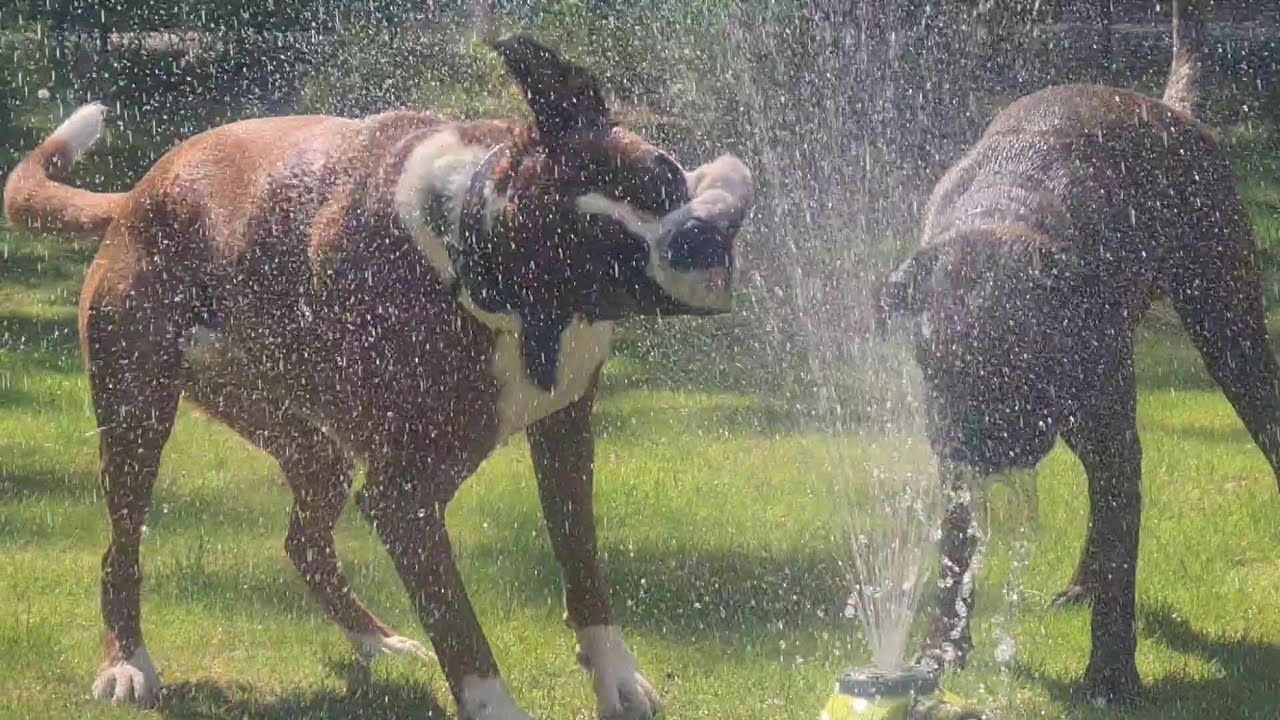 Boxer dogs loves playing with the water sprinkler!!! 😂😂😂